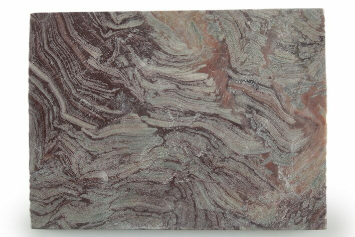 Polished, Neoproterozoic Stromatolite (Conophyton) - Morocco #347342